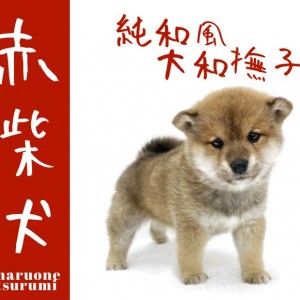 【 赤柴犬 】健康美溢れるむちむち豊満ボディー!クマ顔活発ガール!