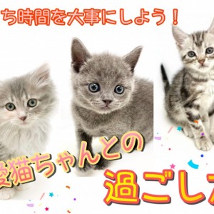 【 仔猫ちゃんと共同生活 】お家時間が増えてきたこの時期、愛猫ちゃんとの過ごし方