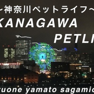 神奈川ペットライフ バックナンバー まとめ マルワンblog ペットショップ マルワン 小さめ子犬 美形な子猫 初心者安心のサポート