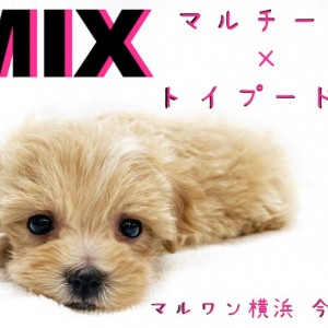 マルプー 】童顔・小さめ・ドワーフBODY！ぬいぐるみ級の