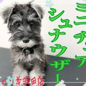 【 ミニチュアシュナウザー 】童顔健在!おっとりした性格で飼いやすい男の子!