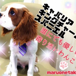 【 キャバリアキングチャールズスパニエル 】育てやすくて賢いボクの成長過程!