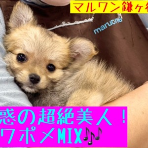 【 MIX 】チワワ×ポメラニアン!反則級の可愛さとトレーニングのコツを伝授!