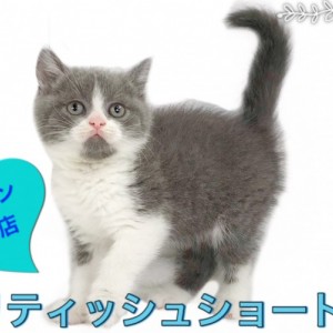【 ブリティッシュショートヘア 】可愛すぎるお顔！ 初心者必見子猫の育て術！