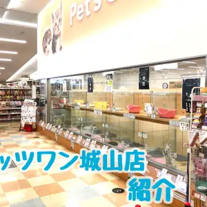 店舗紹介 21年カインズホーム城山店内 ペッツワン城山店 をご紹介 マルワンblog ペットショップ マルワン 小さめ子犬 美形な子猫 初心者安心のサポート
