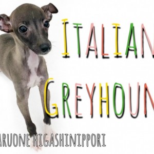 【 イタリアングレーハウンド 】イタグレちゃんの豊かな感情表現と珍カラーも必見！