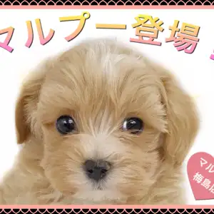 マルプー様おまとめ専用ページ♡ MIX・マルプー 】梅島店大人気犬種！ 飼いやすい賢い性格です