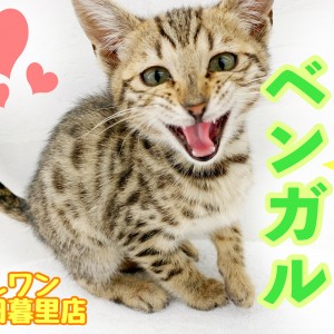 【 ベンガル 】良血統を受け継ぐ、ワイルドと甘えん坊のギャップ萌え!
