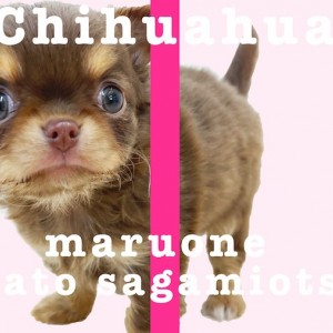 【 チワワ 】人気の高いチョコタンカラー!小さめ、ドワーフ体型で抜群の可愛さ!