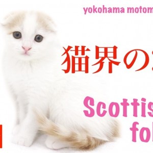 スコティッシュフォールド 猫界のf 超垂れ耳スコの女の子登場 マルワンblog ペットショップ マルワン 小さめ子犬 美形な子猫 初心者安心のサポート