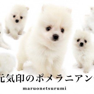 【 ポメラニアン 】コットンフラワーの様な被毛!愛らしさ満点ポジティブガール!