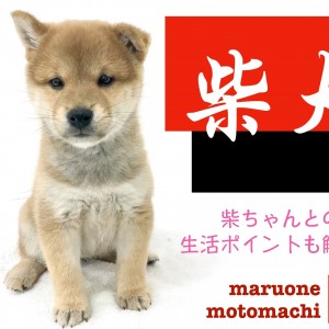 【 柴犬 】溢れる可愛さ!柴の子犬が元町店に登場!生活ポイントも解説!