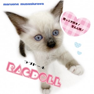 【 ラグドール 】抱きしめたくなる美猫!鳴き声からわかるネコの気持ちを教えます!