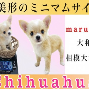 チワワ 】マニアが語る！生後50日で456g!小さめの手乗りサイズ