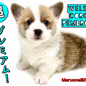 ウェルシュコーギーペンブローク 2頭身の愛され系 短足ペットライフの主役 マルワンblog ペットショップ マルワン 小さめ子犬 美形な子猫 初心者安心のサポート