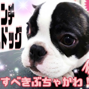 【 フレンチブルドッグ 】愛すべきぶちゃかわ！ムダ吠えなし！賢いわんこに成長中！