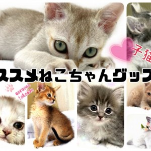 グッズ紹介 】プロが選ぶオススメ猫ちゃんグッズ！ 子猫編