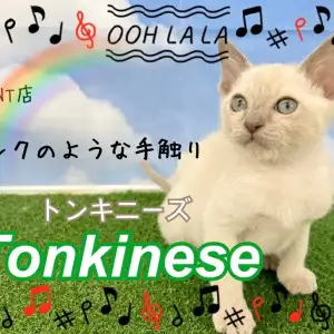 【 トンキニーズ 】プラチナカラーの美猫がやってきた!