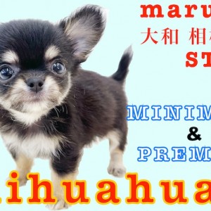 【 チワワ 】麻呂眉と大きなお耳がポイント!生後50日で470gの小さめサイズ!