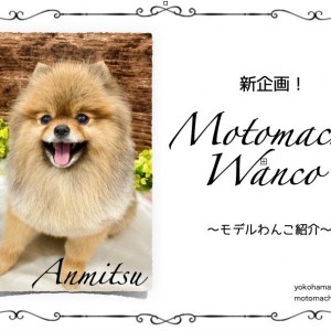 【 元町トリミング 】新企画!Motomachi Wancoモデル犬!