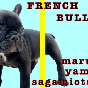 【 フレンチブルドッグ 】ぶちゃカワの短頭種！嗅覚を重要視した飼育方法を紹介