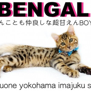 【 ベンガル 】初心者必見!ワンコ大好きヒョウ柄甘えんBOY!多頭ポイント解説!