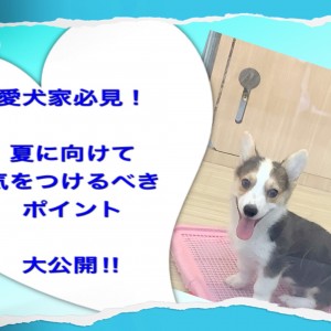 【 お役立て 】愛犬家必見! 夏に向けて気を向けるべきポイント!