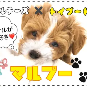 Mix マルチーズ トイプードル 大人気mix犬マルプー マルワンblog ペットショップ マルワン 小さめ子犬 美形な子猫 初心者安心のサポート