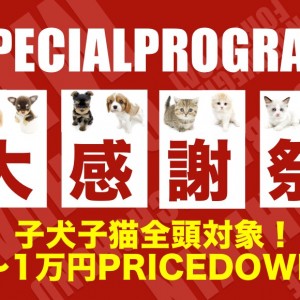 【 お客様大感謝祭開催! 】子犬&子猫がスペシャルプライス!5〜1万円OFF!