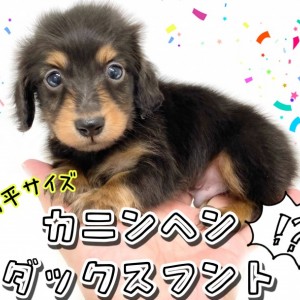 【 カニンヘンダックスフント 】手のひらサイズのわんぱくボーイ登場!
