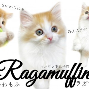 【 ラガマフィン 】猫界のテディベア登場!ふわふわな被毛と極甘な性格は究極の癒し