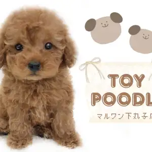 トイプードル マズルが短いくまさん顔は必見 甘えん坊な性格の男の子登場 マルワンblog ペットショップ マルワン 小さめ子犬 美形な子猫 初心者安心のサポート