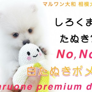 【 ポメラニアン 】シロクマ?たぬき?可愛い要素満載で大人気の白たぬきポメ!