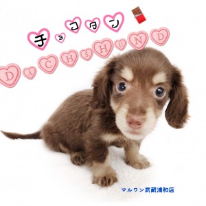 【 ミニチュア・ダックスフント 】チョコタンカラー!小さめダックスくんの秘密!