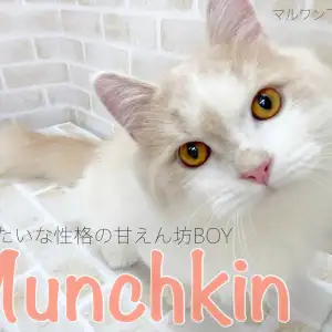 マンチカン 完璧な短足の持ち主 犬みたいな性格の甘えん坊猫 マルワンblog ペットショップ マルワン 小さめ子犬 美形な子猫 初心者安心のサポート