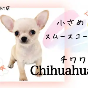 ちわわんず チワワ】手乗りサイズのティーカップチワワ!!常に尻尾ブンブンの