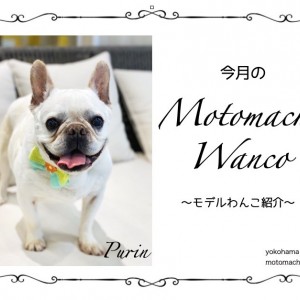 【 元町トリミング 】第二回Motomachi Wancoモデル犬紹介!