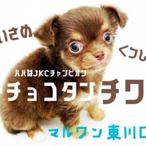 【 チワワ 】可愛すぎる!濃厚チョコタンカラーの小さめチワワ!