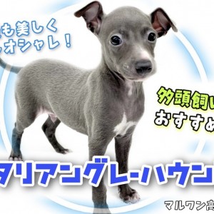 【 イタリアングレーハウンド 】多頭飼いにオススメ!美しく優しいイタグレ!