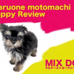 【 MIX 】マルチーズとヨーキーの両親から誕生した美しきマルキー登場!