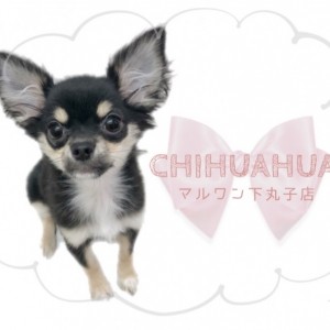 【 チワワ 】生後6か月で1.2kgの小さめプリンセス！超絶な甘えん坊チワワ！