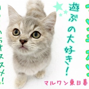 マンチカン 一緒に遊ぶの大好き とっても甘えん坊な短足にゃんこ マルワンblog ペットショップ マルワン 小さめ子犬 美形な子猫 初心者安心のサポート