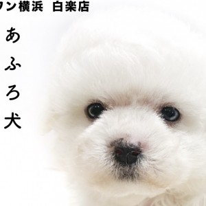 ビションフリーゼ 真っ白のアフロが特徴 垂れ目がポイントのプレミアムdog マルワンblog ペットショップ マルワン 小さめ子犬 美形な子猫 初心者安心のサポート