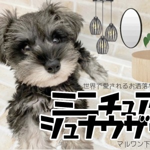 【 M・シュナウザー 】みつめられたら最後!最強ラブビームを放つお洒落わんこ!