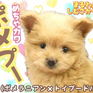 ぽんちび プードル ポメプー 】究極のぬいぐるMIX！！癒しのこぐま系ポメプー君が