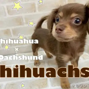 チワックス 見た目も性格も反則レベルの可愛さ ミックス界最強の子犬登場 マルワンblog ペットショップ マルワン 小さめ子犬 美形な子猫 初心者安心のサポート