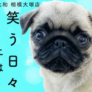 【 パグ 】代表的なフォーンカラー!クスッと笑顔になる独特な行動が魅力の癒し系