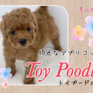 トイ・プードル 】アプリコットカラーのスタイリッシュな女の子
