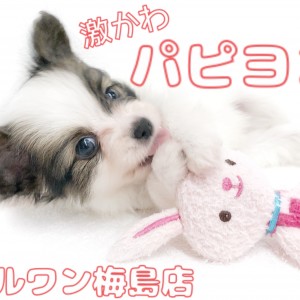 【 パピヨン 】おっとりな性格の子犬紹介!癒しを求めている方は注目です!