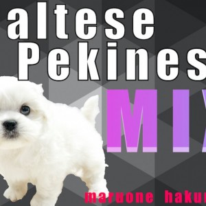 【 MIX 】マルチーズとペキニーズのハーフ!少ない抜け毛と丸い体型がポイント!